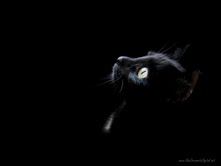BlackSoul
