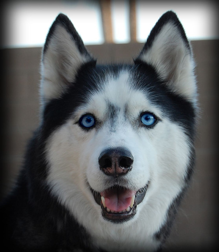 steeldog